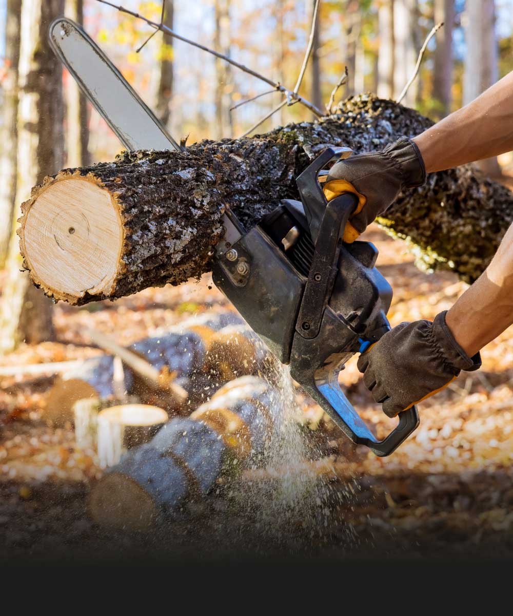 Arbeiter fällt Baum mit Kettensäge im Wald